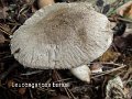 Leucoagaricus barssii-amf1223